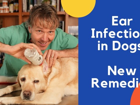 Dog Ear Infection Treated With Natural Remedies Dog Ear Infection Treated With Natural Remedies