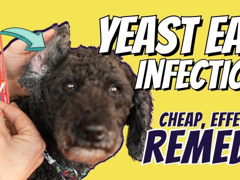 Dog Yeast Ear Infections: Great OTC Home Remedy Dog Yeast Ear Infections: Great OTC Home Remedy