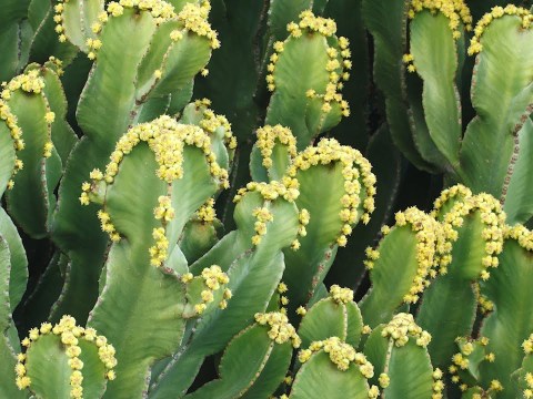 Plant-based chemical shows potential as pain-controlling opioid substitute Plant-based chemical shows potential as pain-controlling opioid substitute