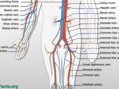 Cholesterol and Female Sexual Dysfunction Cholesterol and Female Sexual Dysfunction