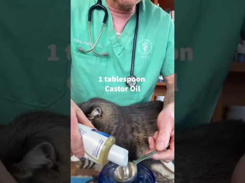 Cat Ear Mite Recipe Cat Ear Mite Recipe