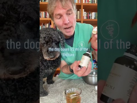 Dog with chronic ear infection- Canesten not working. 3 steps to treat infection at home Dog with chronic ear infection- Canesten not working. 3 steps to treat infection at home