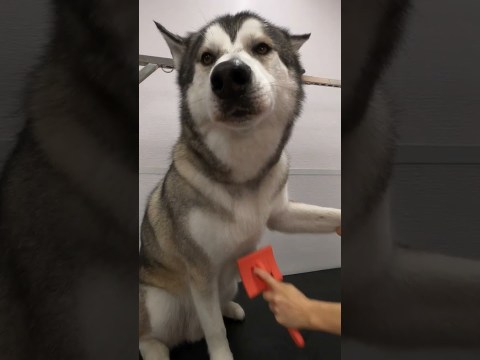 Huskys…one of the most difficult dogs Huskys…one of the most difficult dogs