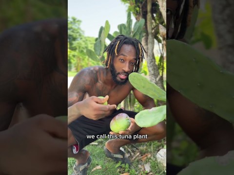 Heal Your Back Pain And Sciatica With This Amazing Jamaican Plant! Heal Your Back Pain And Sciatica With This Amazing Jamaican Plant!