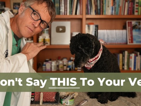 7 Things to Never Say to Your Vet 7 Things to Never Say to Your Vet