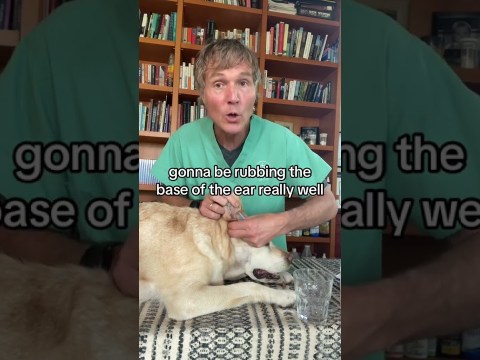 How to treat dog ear infections at home How to treat dog ear infections at home