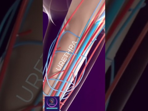 Erectile Dysfunction Treatment by Shockwave Therapy #shorts Erectile Dysfunction Treatment by Shockwave Therapy #shorts