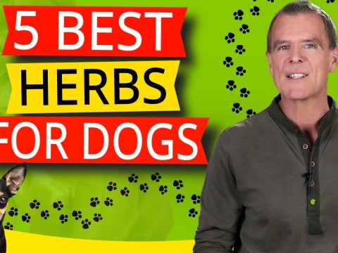5 Best Nutritional Herbs For Dogs (And One Powerhouse Has Them All) 5 Best Nutritional Herbs For Dogs (And One Powerhouse Has Them All)