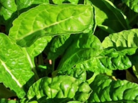 7 Penis foods that would boost your strength in bed 7 Penis foods that would boost your strength in bed