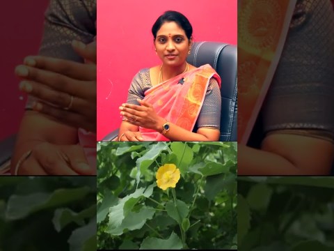 துத்திக்கீரை மூலத்துக்கு நல்லதா? | Piles Symptoms and Treatment | Siddhamaruthuvam துத்திக்கீரை மூலத்துக்கு நல்லதா? | Piles Symptoms and Treatment | Siddhamaruthuvam