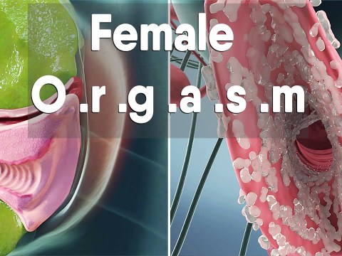 female orgasm | Female anatomy and biology female orgasm | Female anatomy and biology