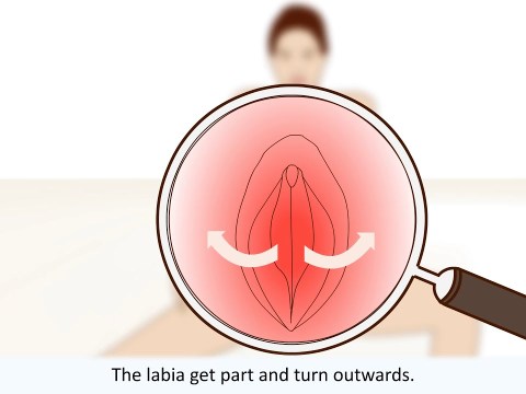 The female orgasm explained The female orgasm explained