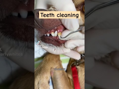 Teeth cleaning. #teethcleaning #asmr #pets #dogs #dogshorts #pets #foryou #fyp #furbaby Teeth cleaning. #teethcleaning #asmr #pets #dogs #dogshorts #pets #foryou #fyp #furbaby