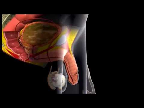 Erection and Ejaculation – 3D Medical Animation || ABP © Erection and Ejaculation – 3D Medical Animation || ABP ©
