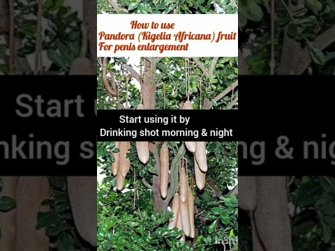 How to use Pandora (Kigelia Africana) fruit for penis enlargement How to use Pandora (Kigelia Africana) fruit for penis enlargement