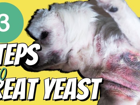 Top 3 Steps to Stop the Itching caused by Yeast Top 3 Steps to Stop the Itching caused by Yeast