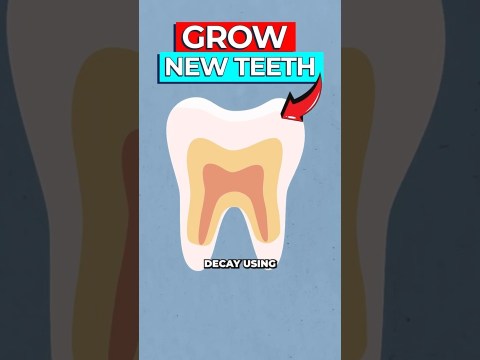 Scientists Discover How To Regrow Tooth Enamel Scientists Discover How To Regrow Tooth Enamel