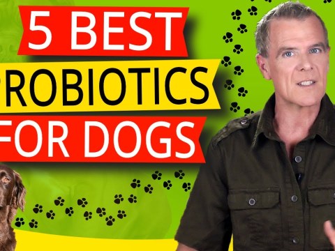 Best Natural Probiotics For Dog Skin Allergies (5 BEST Probiotics For Dogs) Best Natural Probiotics For Dog Skin Allergies (5 BEST Probiotics For Dogs)