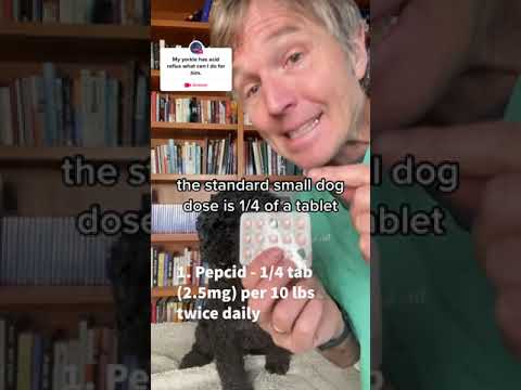 Small Dog Acid Reflux Remedies Small Dog Acid Reflux Remedies