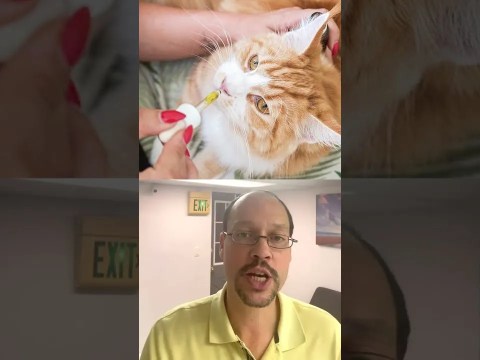 Kidney Disease in Cats Natural Remedy Kidney Disease in Cats Natural Remedy
