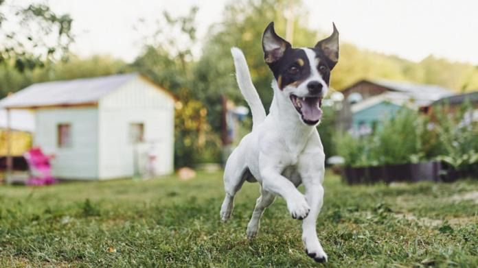 This One Easy Trick Will Prevent Your Dog from Bolting Out the Door Before Walks, Says a Trainer This One Easy Trick Will Prevent Your Dog from Bolting Out the Door Before Walks, Says a Trainer