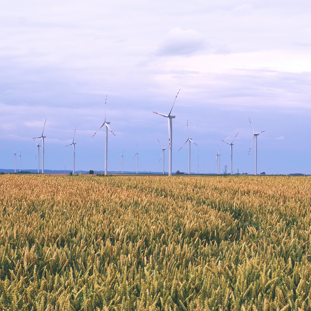 Food as a Public Utility Food as a Public Utility