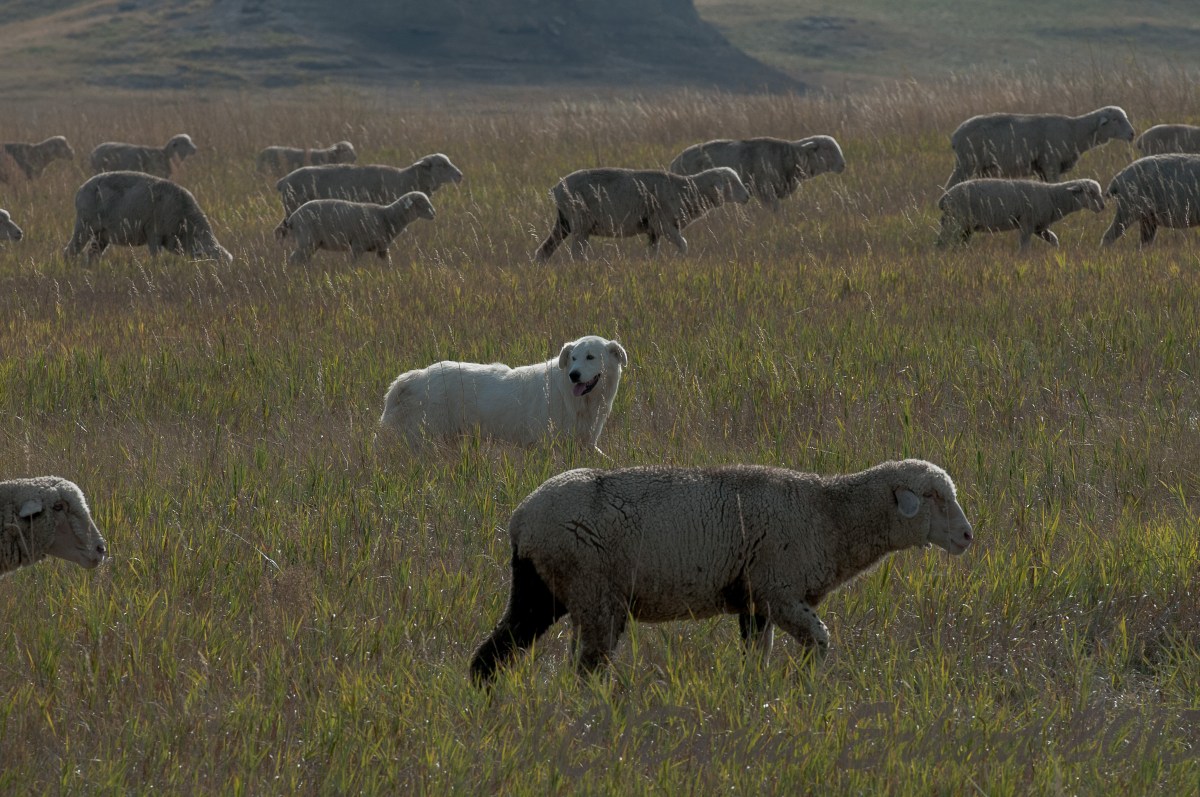 Guarding and Herding Livestock: Top Dogs On Duty Guarding and Herding Livestock: Top Dogs On Duty