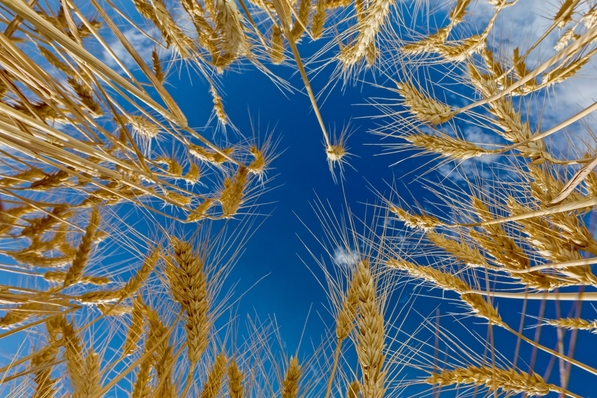 Against the Grain Against the Grain