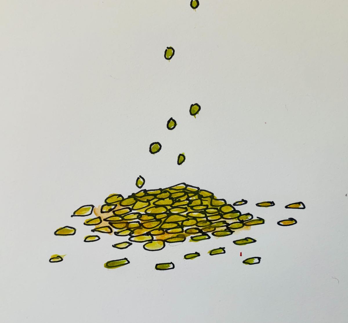 Lentils! Lentils!