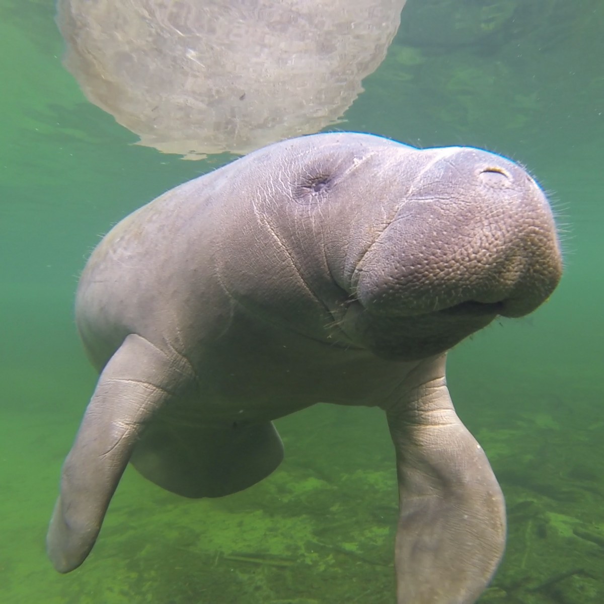 Manatees and Hurricanes, an Update After This Hurricane Season Manatees and Hurricanes, an Update After This Hurricane Season