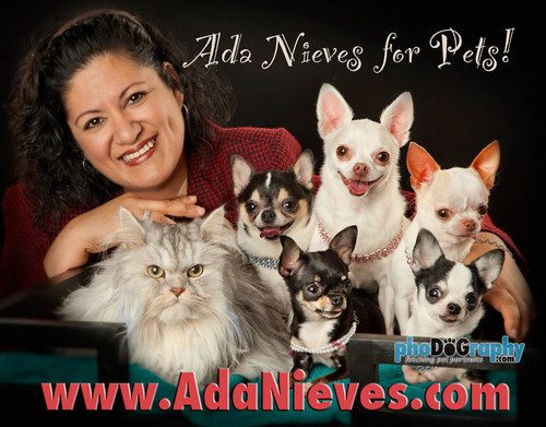 Pet Holiday Extravaganza Pet Holiday Extravaganza