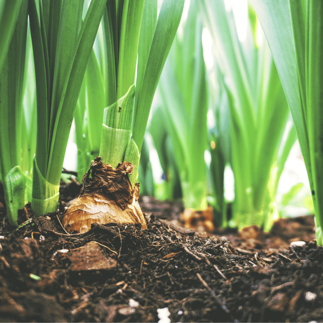 Down in the Dirt: Geophagy, Carbon Capture, and Conservation Down in the Dirt: Geophagy, Carbon Capture, and Conservation