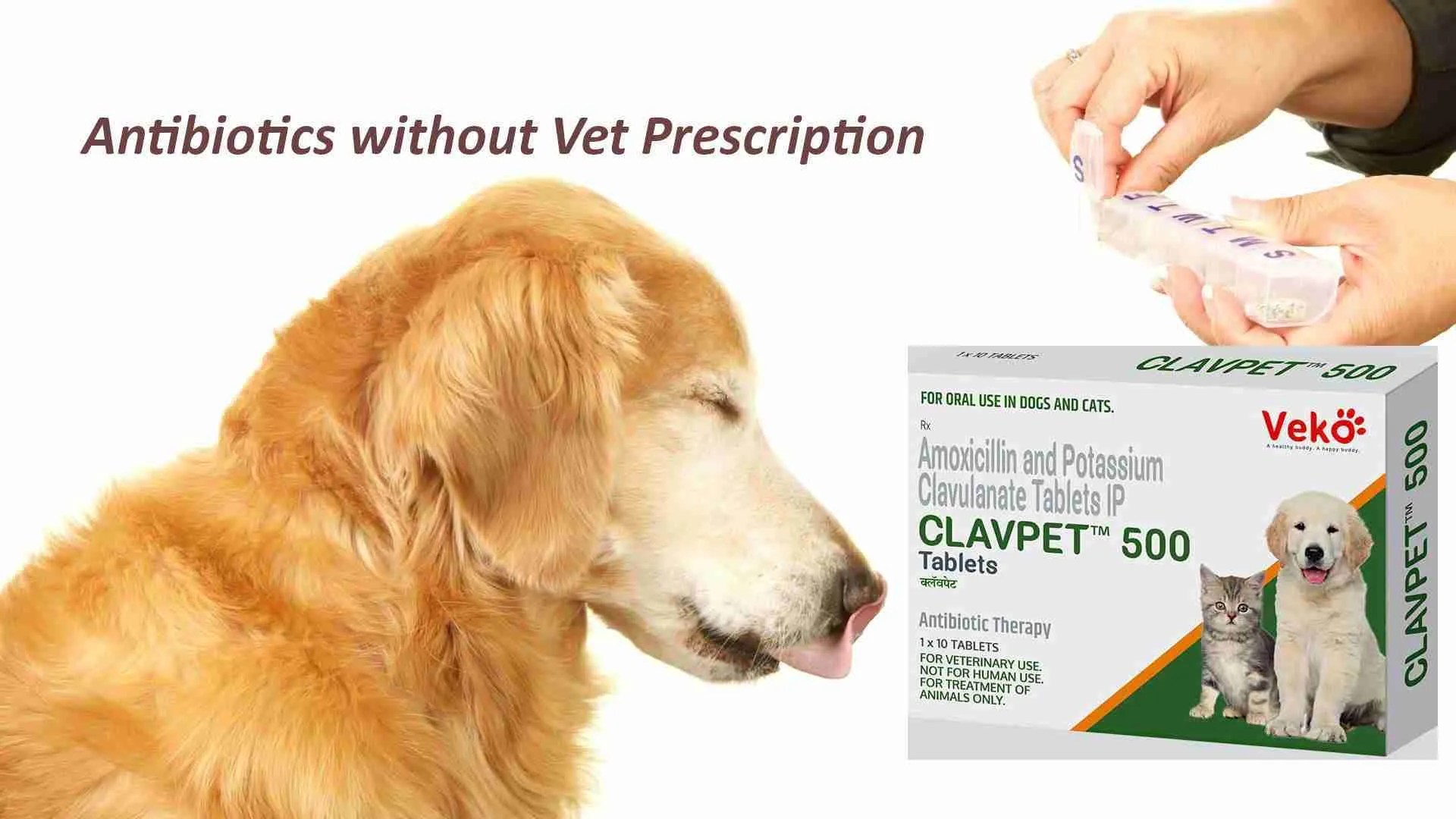 Best Dog Antibiotics Without Vet Prescription: Top Picks for 2025 Best Dog Antibiotics Without Vet Prescription: Top Picks for 2025
