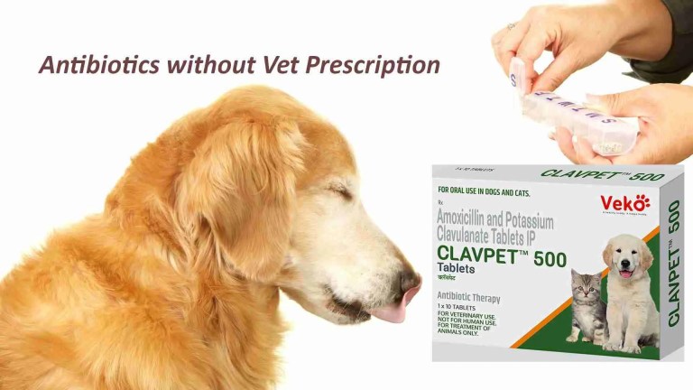 Best Dog Antibiotics Without Vet Prescription: Top Picks for 2025 Best Dog Antibiotics Without Vet Prescription: Top Picks for 2025