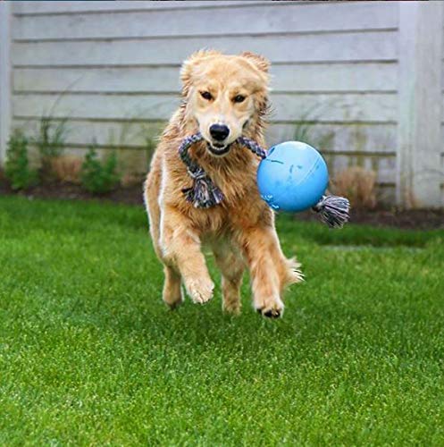 Best Outdoor Dog Toys: Top Picks for 2025’s Most Fun Products Best Outdoor Dog Toys: Top Picks for 2025’s Most Fun Products
