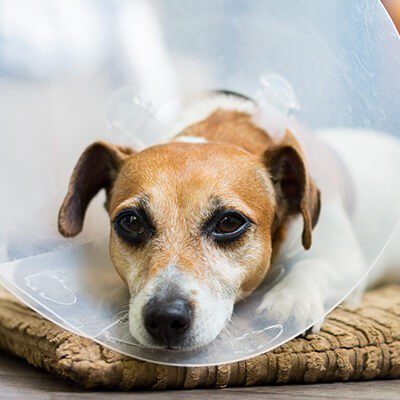 Best Elizabethan Collar Dog: The Ultimate Guide for 2025 Best Elizabethan Collar Dog: The Ultimate Guide for 2025