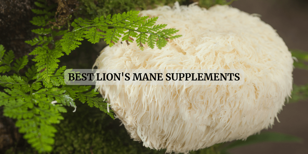 Best Lions Mane: The Ultimate Guide to the Top Products of 2025 Best Lions Mane: The Ultimate Guide to the Top Products of 2025