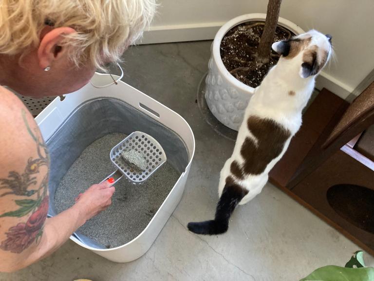 Best Hypoallergenic Cat Litter: Top Picks for 2025’s Finest Products Best Hypoallergenic Cat Litter: Top Picks for 2025’s Finest Products