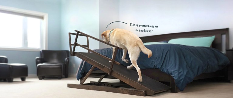Best Bed Ramp for Dogs: The Ultimate Guide for 2025 Best Bed Ramp for Dogs: The Ultimate Guide for 2025