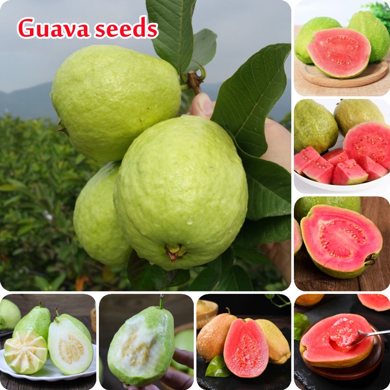 Best Guava Seeds: Top Picks for 2025’s Finest Products Best Guava Seeds: Top Picks for 2025’s Finest Products