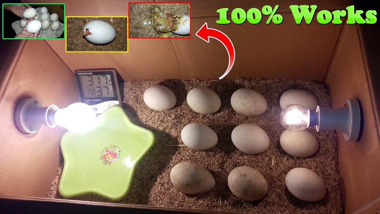 Best Duck Egg Incubator: Top Picks for 2025 to Ensure Hatching Success Best Duck Egg Incubator: Top Picks for 2025 to Ensure Hatching Success