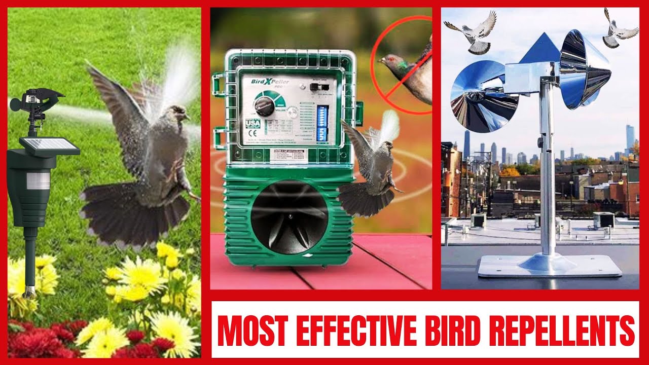 Best Products to Keep Birds Away: Top Solutions for 2025 Best Products to Keep Birds Away: Top Solutions for 2025