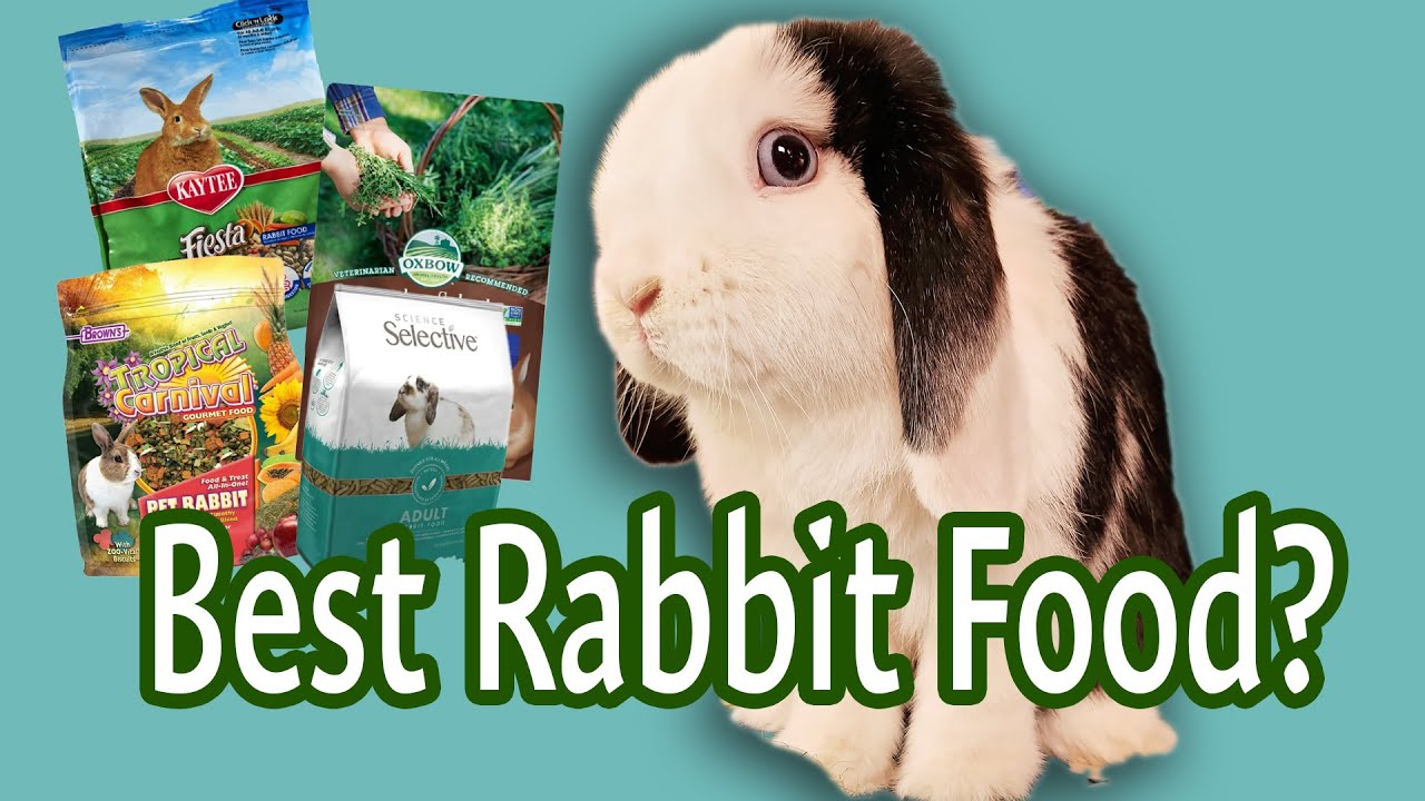 Best Rabbit Food: Top Choices for 2025 to Keep Your Bunnies Happy Best Rabbit Food: Top Choices for 2025 to Keep Your Bunnies Happy