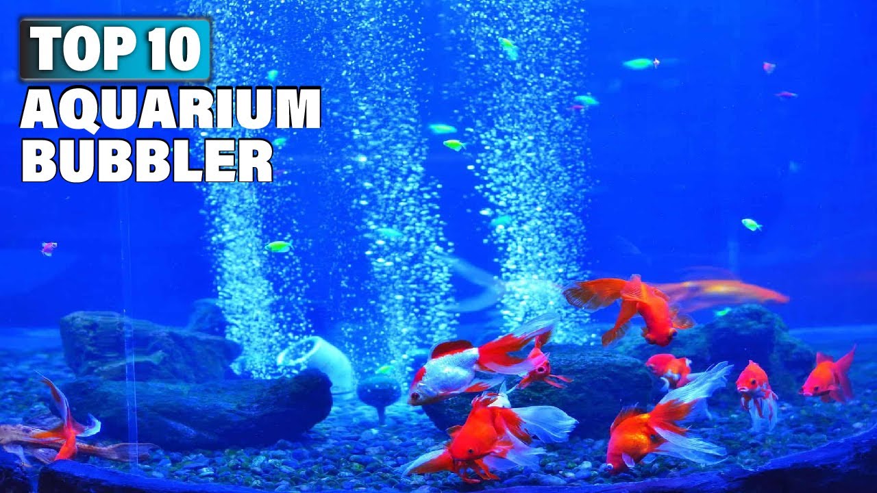 Best Aquarium Bubbler: Top Picks for 2025 to Enhance Your Tank Best Aquarium Bubbler: Top Picks for 2025 to Enhance Your Tank