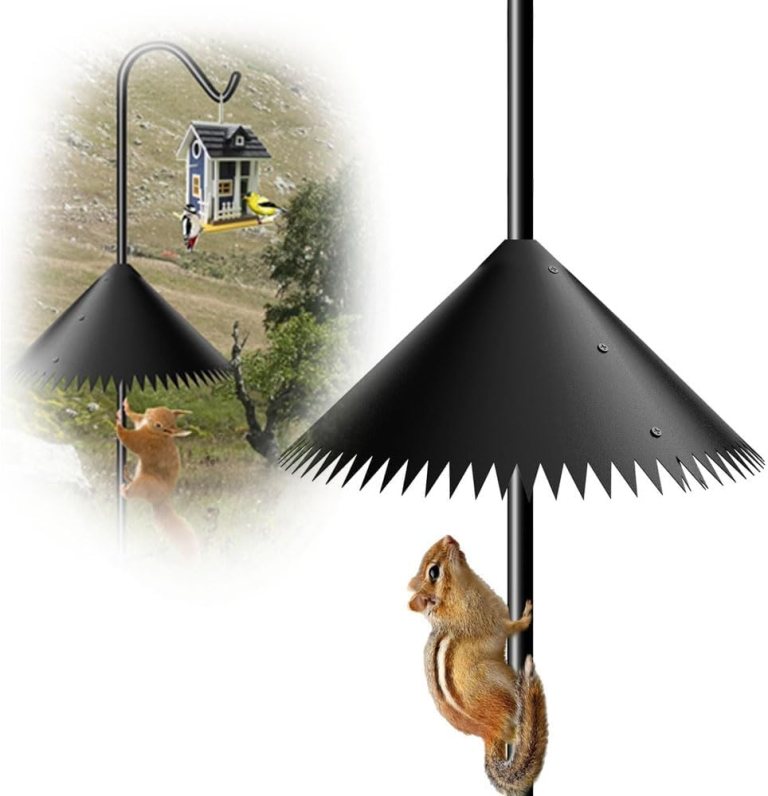 Best Squirrel Guard for Bird Feeder: Top Choice for 2025 Best Squirrel Guard for Bird Feeder: Top Choice for 2025