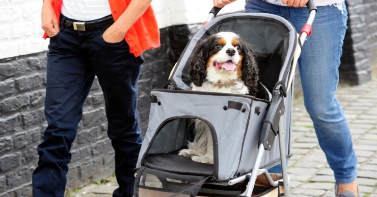 Best Dog Stroller for Large Dogs: Top Picks for 2025 Best Dog Stroller for Large Dogs: Top Picks for 2025