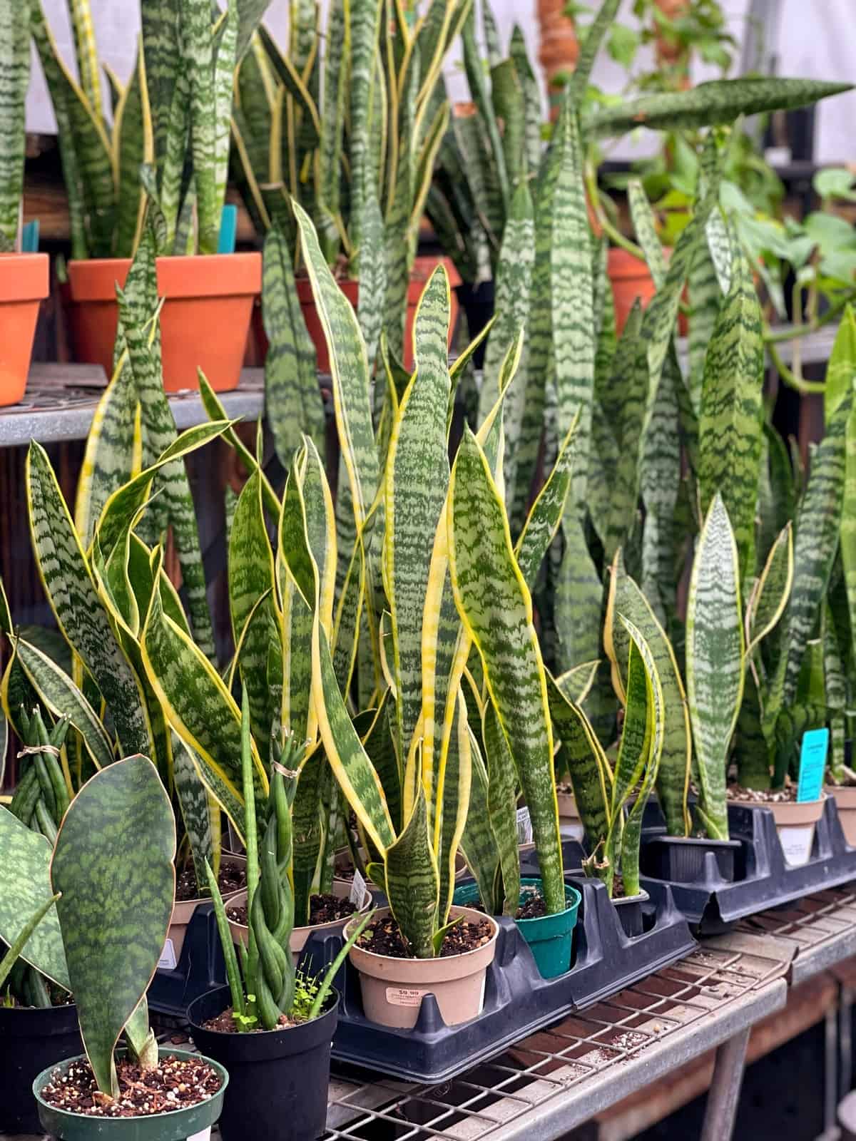 Best Small Snake Plant: Top Picks for 2025’s Best Indoor Plants Best Small Snake Plant: Top Picks for 2025’s Best Indoor Plants