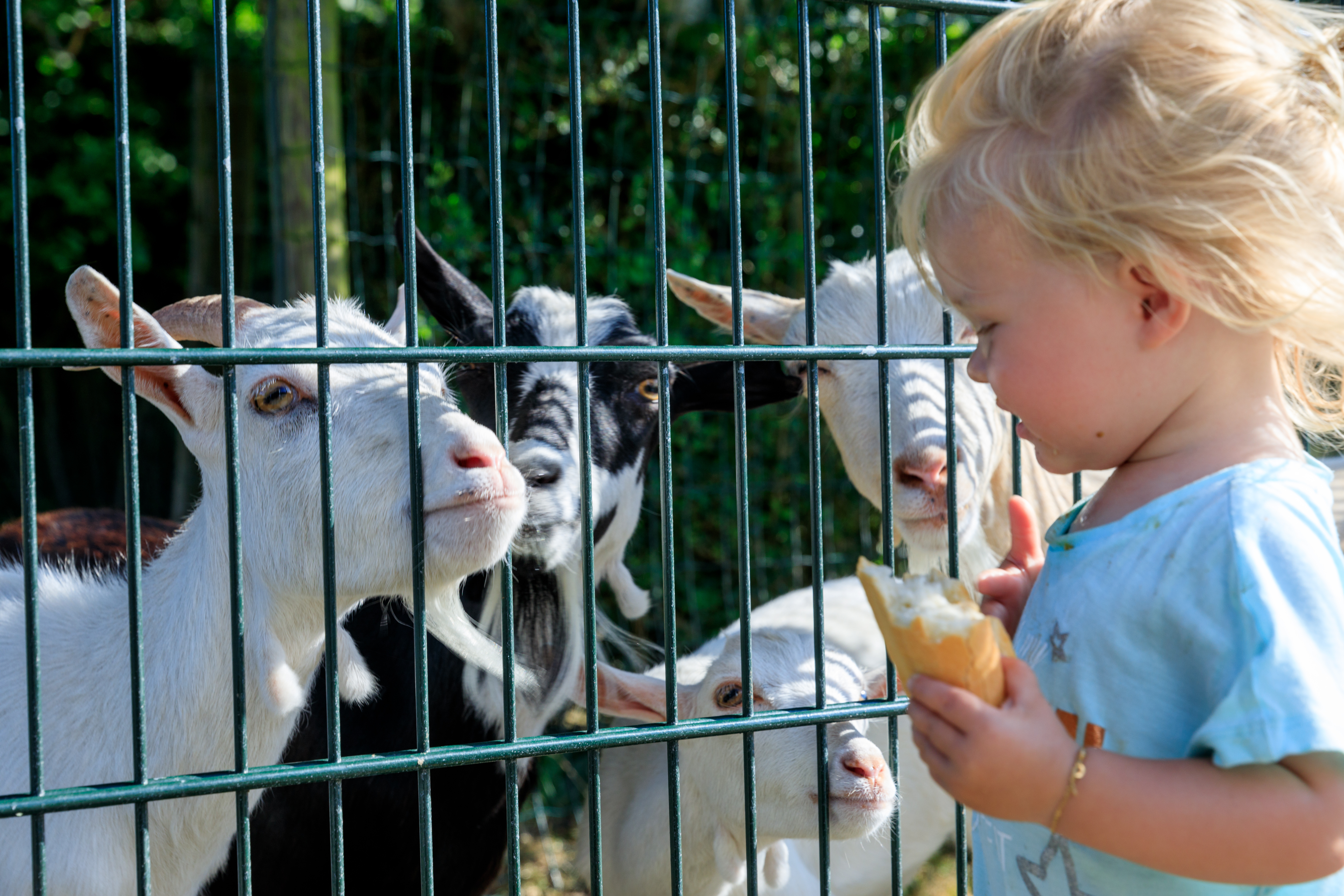 Ardoer Camping Westhove