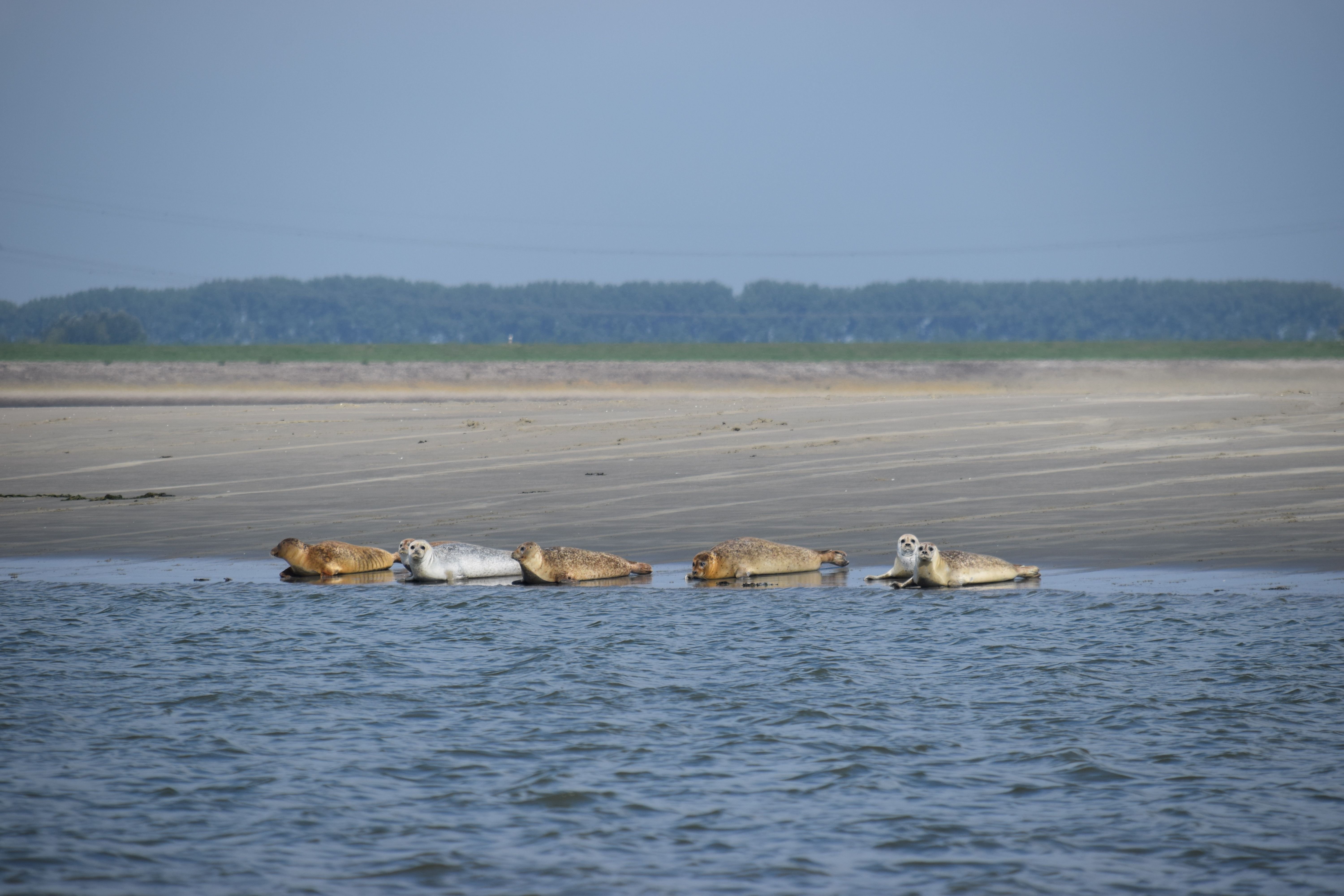 Comfortcamping Scheldeoord