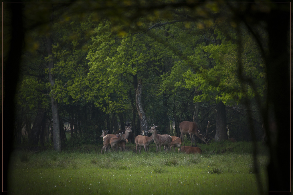Chalet op een park in Uddel Veluwe - Image 9